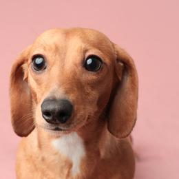 Sadie Grace - Dachshund