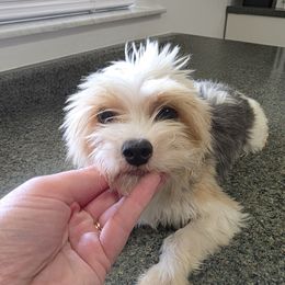 Teddy - Yorkshire Terrier