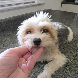Teddy - Yorkshire Terrier