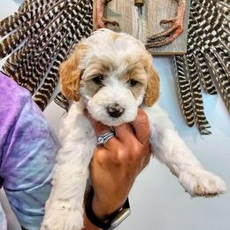 Aruba - Parti female Goldendoodle puppy in Forest, Ohio from Mini Doodle Buddies