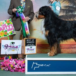 Bernese Mountain Dogs from Tenacity Bernese Mountain Dogs