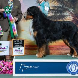 Bernese Mountain Dogs from Tenacity Bernese Mountain Dogs