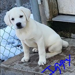 IGGY - Yellow male Labrador Retriever puppy in Middleburg, Pennsylvania from Countrylanes labs