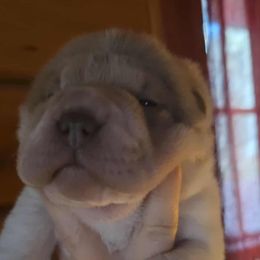 Tiramisu - White female Chinese Shar-Pei puppy in Rome, Pennsylvania from Maynard Hills Chinese Sharpeis