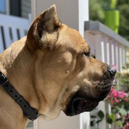 Titan - Cane Corso