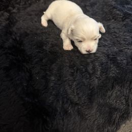 Boy 4 - White male Maltese puppy in Dawsonville, Georgia from Lynn’s Precious Pups