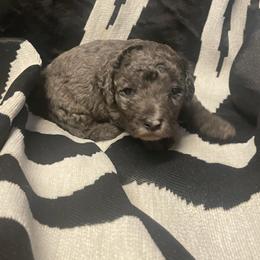Sirrus - Merle male Goldendoodle puppy in Maineville, Ohio from Danielle's Doodles