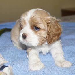 Cavalier King Charles Spaniel Puppies from London Fog Cavaliers
