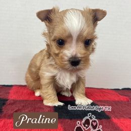 Maltese, Miniature Australian Shepherds, Poodles, Shih Tzus, Toy Australian Shepherds, and Yorkshire Terriers from Love At FURst Sight TX Kiss My Aussie
