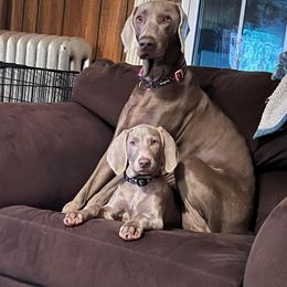 Weimaraner Puppies from Ball Bluff Kennel
