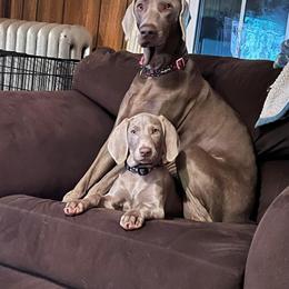 Weimaraner Puppies from Ball Bluff Kennel