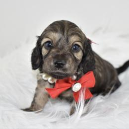 Shaded cream sable - Sable female Dachshund puppy in Seminary, Mississippi from Down South Mavericks Dachshunds
