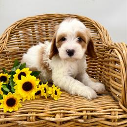 Nova - Blenheim male Cavapoo puppy in Beresford, South Dakota from DAKOTA DOOD RANCH