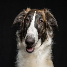 Vela - Borzoi