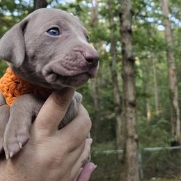 Orange Collar Boy - Weimaraner puppy from Upstate Weims