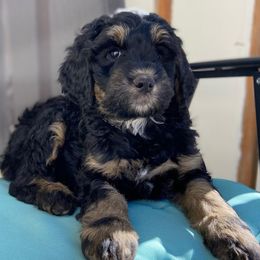 Bernedoodles from West Coast Doodles