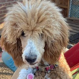 Gypsy - Poodle