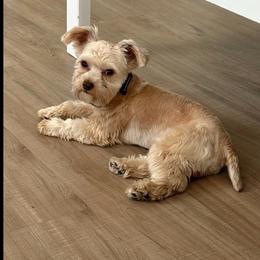 Chocolate male - Chocolate and tan male Yorkshire Terrier puppy in Knoxville, Tennessee from Little Yorkie Company