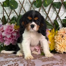 Bentley - Tri-color male Cavalier King Charles Spaniel puppy in Hollywood, Florida from World Class Cavaliers