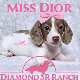 MISS DIOR - Dapple female Dachshund puppy in Columbia, Louisiana from Diamond 5R Ranch AKC & CKC Miniature Dachshunds