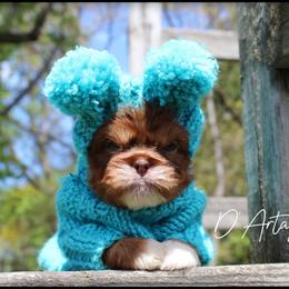 D'Artagnan - Red male Shih Tzu puppy in Warren, Michigan from Danielle's Yorkie Babies