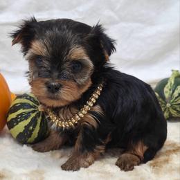 Tillie - Blue and gold female Yorkshire Terrier puppy in Monticello, Iowa from Ashley’s Puppies