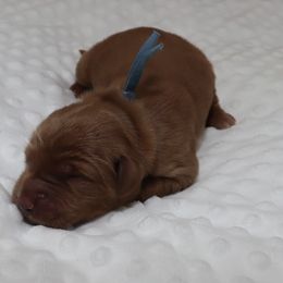 Light Blue Male - Dark golden male Golden Retriever puppy in Norman, Oklahoma from Raised Right Pups