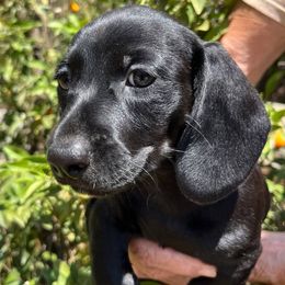 Puppy 3 - Black male Dachshund puppy in Riverside, California from Saddle Up Dachshunds
