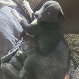 Pomsky Puppies from Ultimate Pomskies LLC