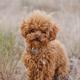 Cooper