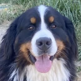Bernese Mountain Dogs from NW Bernese