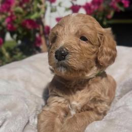 Goldendoodle puppies from Cold Creek Doodles