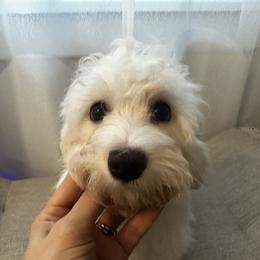 Bella - White female Havanese puppy in Clearwater, Florida from Havanese Loves