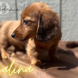Dachshund Puppies from Camacho_Dachshunds