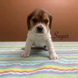 Sugar - Black tan and white female Beagle puppy in St. Cloud, Minnesota from Beagle Blessings