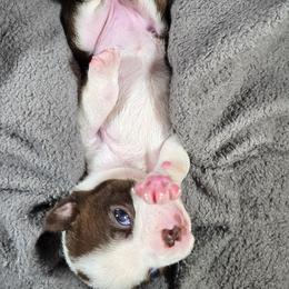 Chloe - Red female Boston Terrier puppy in Millers Creek, North Carolina from Tumbling Shoals Hilltop Bostons