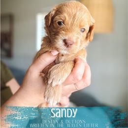 Sandy - Apricot female Goldendoodle puppy in Soddy Daisy, Tennessee from The W Doods
