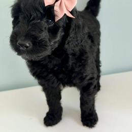 Aussiedoodle and Labradoodle Puppies from Doodles on Duty