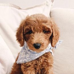 Australian Labradoodles and Goldendoodles from Four Paws Labradoodles