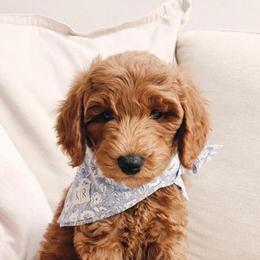 Australian Labradoodles and Goldendoodles from Four Paws Labradoodles