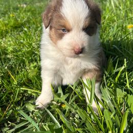 Rusty - Red tri male Miniature Australian Shepherd puppy in Lebanon, Oregon from Two Pines Mini Aussies