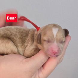 Bear - Cream male Goldendoodle puppy in Summerville, South Carolina from Channys Doodles