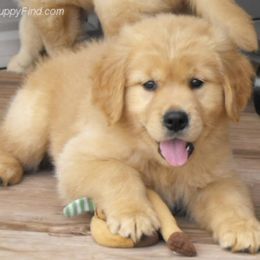 Australian Shepherd and Golden Retriever Puppies from Happy Valley Farms
