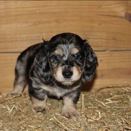 Dachshund Puppies from Boothe’s Dachshunds