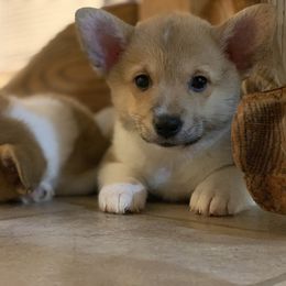 Pembroke Welsh Corgi Puppies from Gold Country Pups
