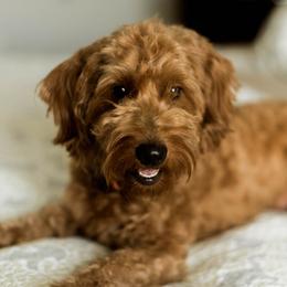 Goldendoodle All Grown Up from Leonards Doodles