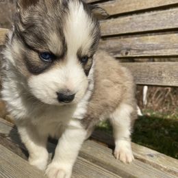 Boy 1 - Siberian Husky puppy in Inez, Kentucky from Gilkey’s Small Town Huskies