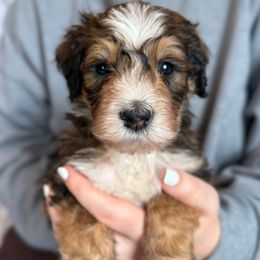 Neil - Sable male Bernedoodle puppy in Louisville, Kentucky from Darlin’s Doodles