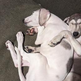 Saluki Puppies from Sahar Paz Salukis