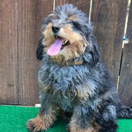 Rex - Merle male Goldendoodle puppy in Austin, Texas from Austin Doodles & Poodles